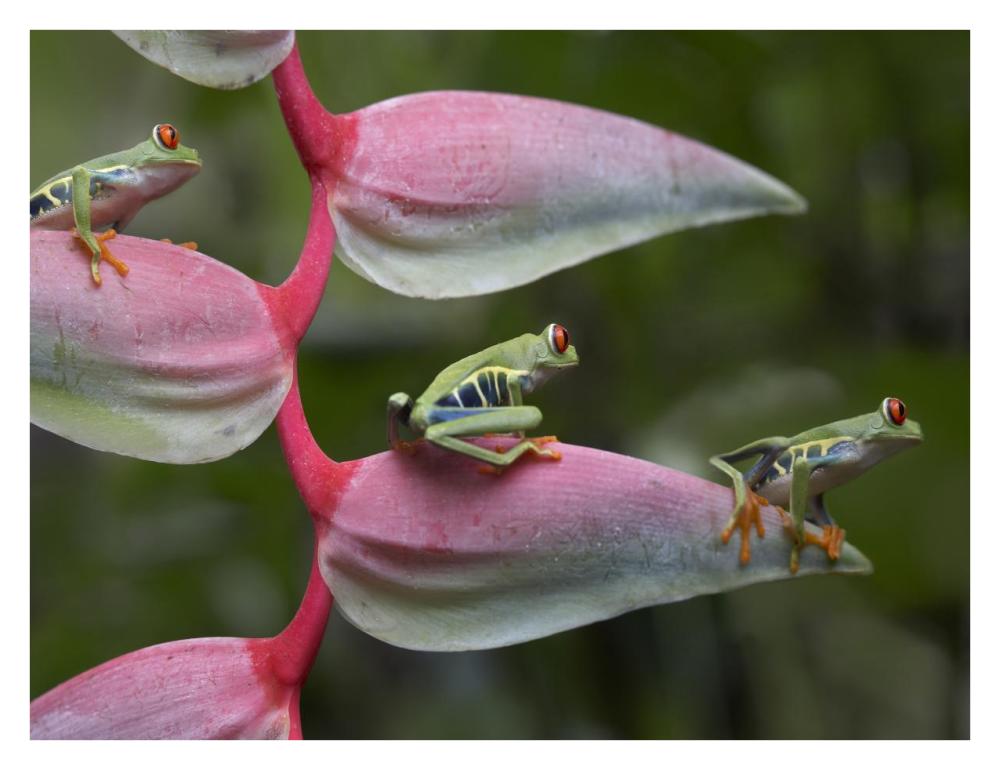 Red-Eyed Tree Frog Three Sitting On Heliconia, Costa Rica-Paper Art-34X26
