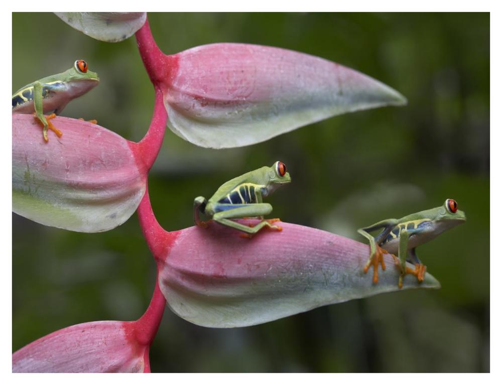 Red-Eyed Tree Frog Three Sitting On Heliconia, Costa Rica-Paper Art-42X32