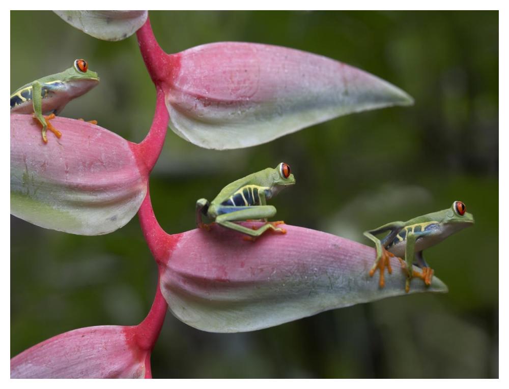 Red-Eyed Tree Frog Three Sitting On Heliconia, Costa Rica-Paper Art-50X38