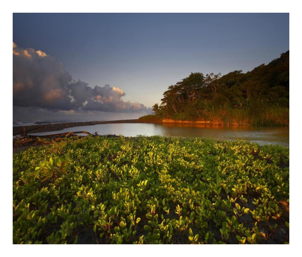 Lagoon Near Coastline, Corcovado National Park, Costa Rica-Paper Art-24X20.48