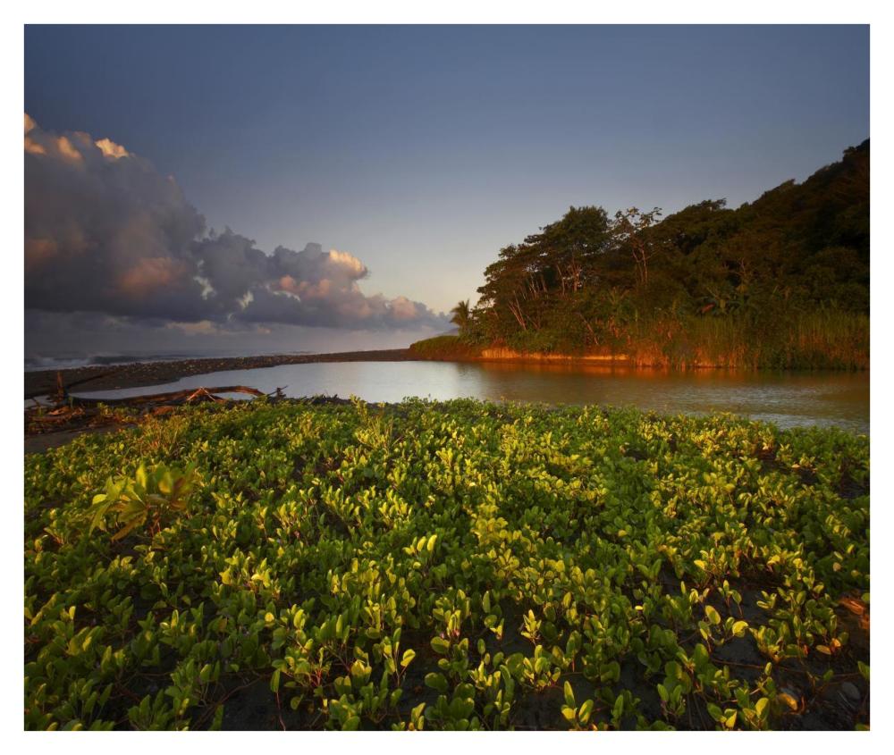 Lagoon Near Coastline, Corcovado National Park, Costa Rica-Paper Art-38X32.24