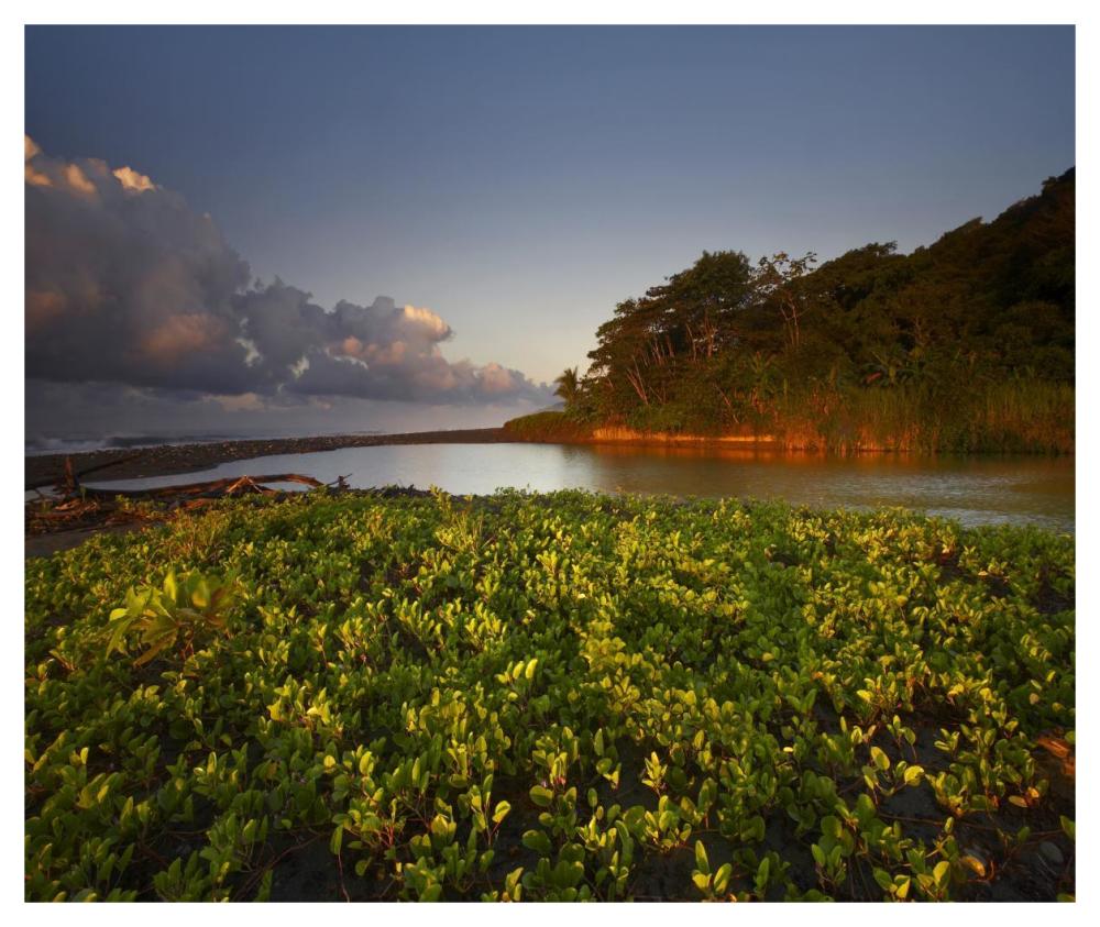Lagoon Near Coastline, Corcovado National Park, Costa Rica-Paper Art-46X38.96