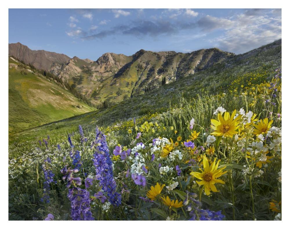 Larkspur And Sunflowers, Albion Basin, Wasatch Range, Utah-Paper Art-18X14