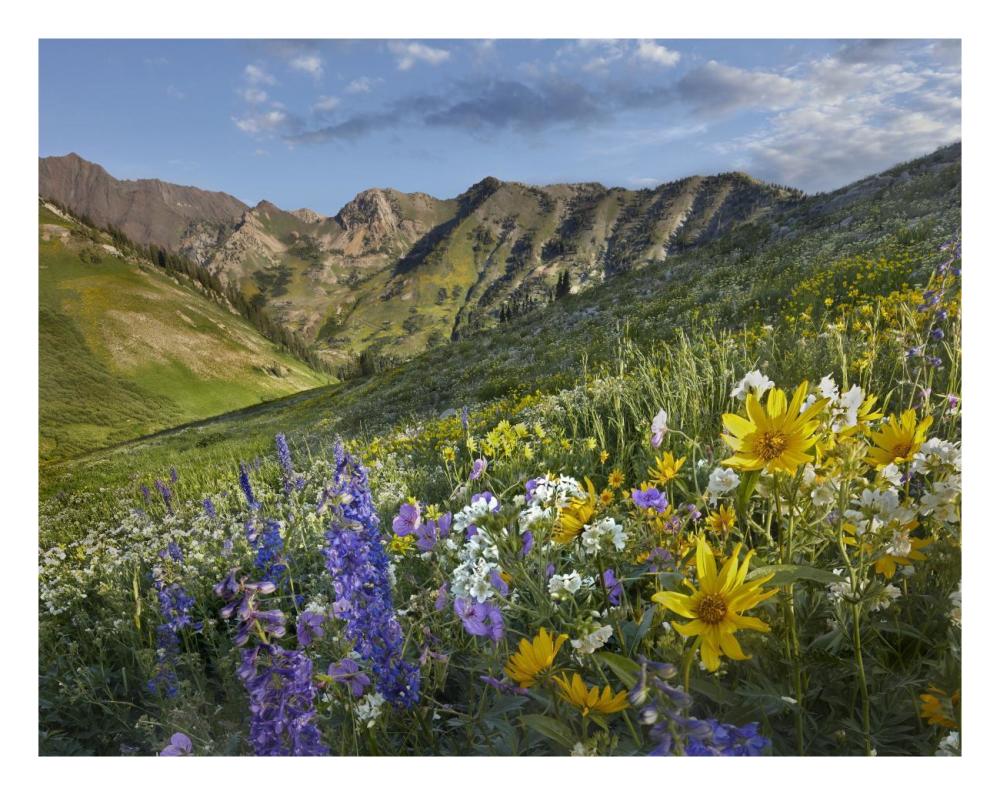 Larkspur And Sunflowers, Albion Basin, Wasatch Range, Utah-Paper Art-26X20