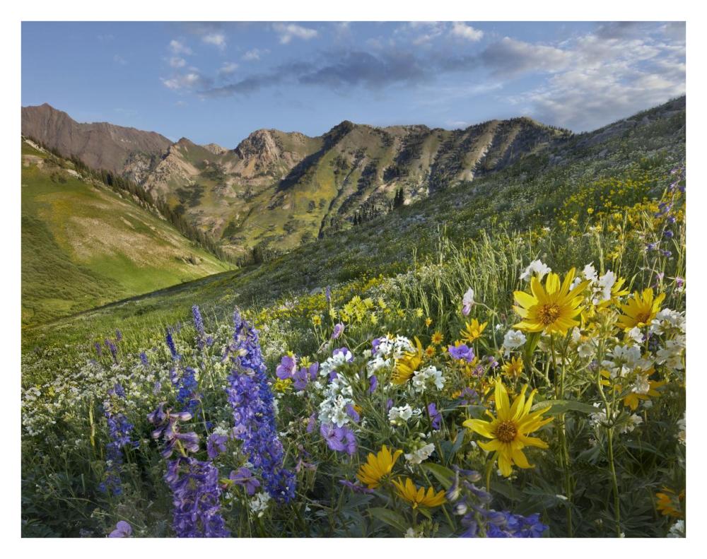 Larkspur And Sunflowers, Albion Basin, Wasatch Range, Utah-Paper Art-34X26