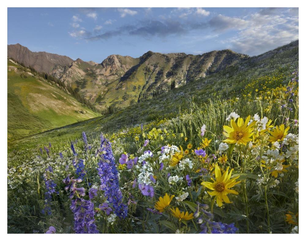 Larkspur And Sunflowers, Albion Basin, Wasatch Range, Utah-Paper Art-42X32