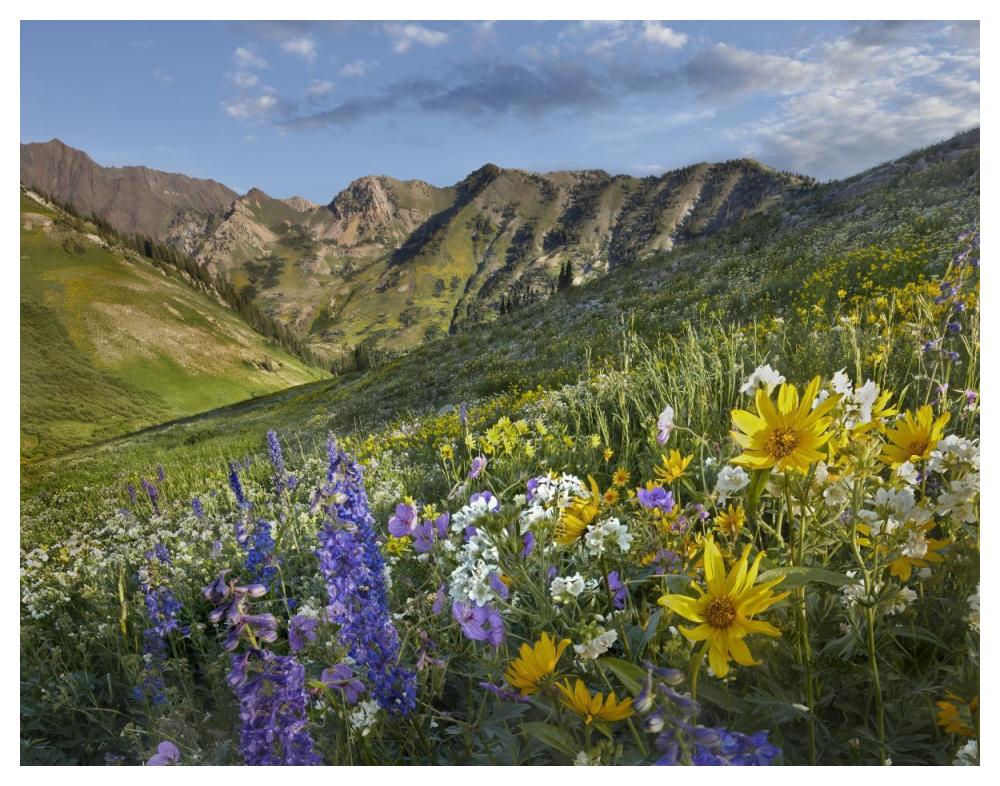 Larkspur And Sunflowers, Albion Basin, Wasatch Range, Utah-Paper Art-50X38