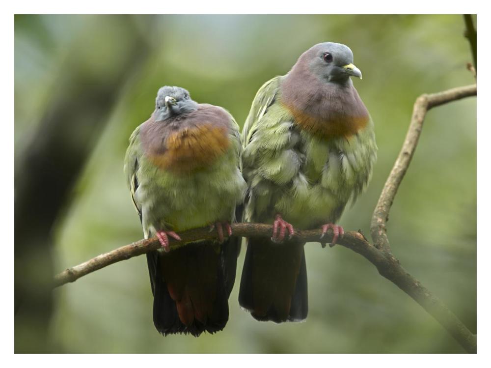 Pink-Necked Green-Pigeon Pair, Jurong Bird Park, Singapore-Paper Art-18X14