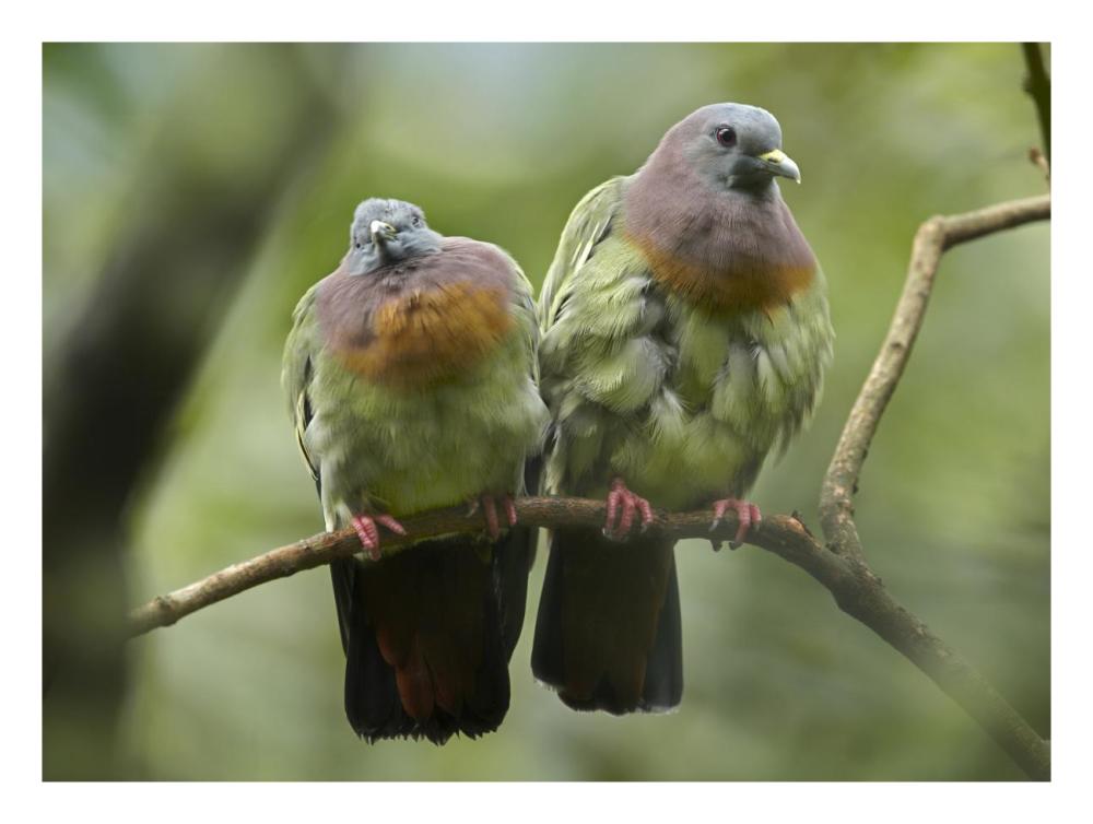 Pink-Necked Green-Pigeon Pair, Jurong Bird Park, Singapore-Paper Art-26X20