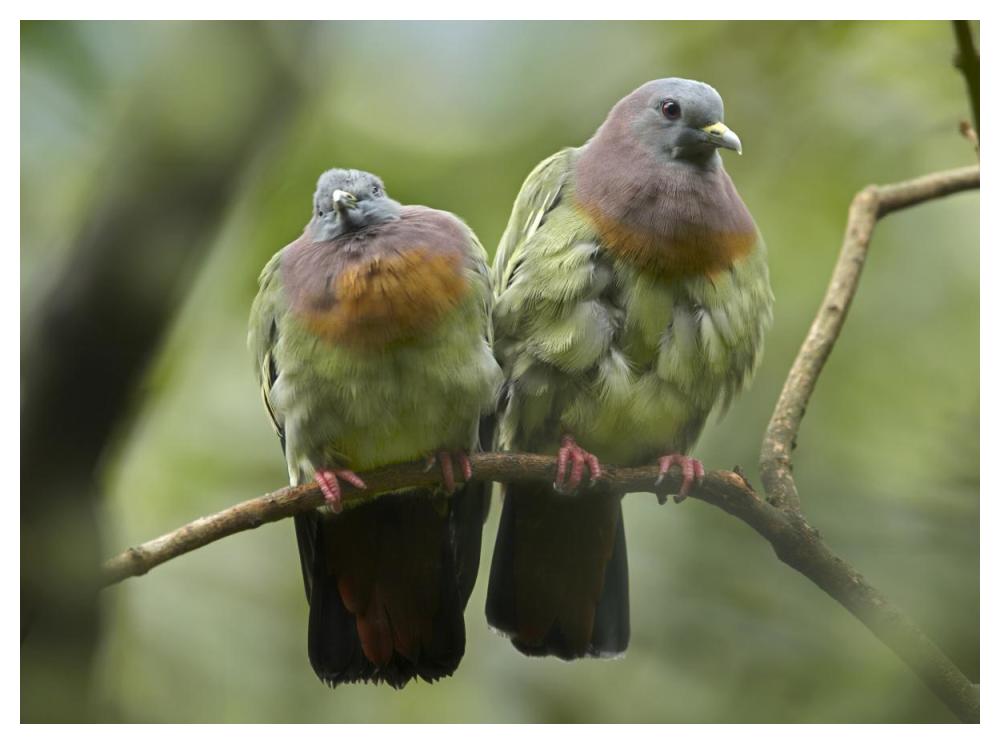 Pink-Necked Green-Pigeon Pair, Jurong Bird Park, Singapore-Paper Art-50X38