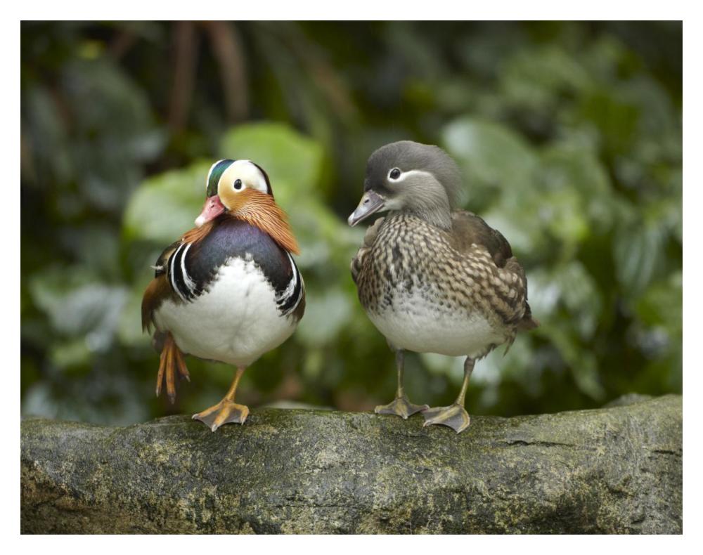 Mandarin Duck Male And Female, Jurong Bird Park, Singapore-Paper Art-18X14