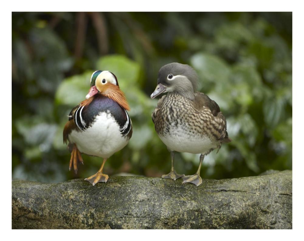 Mandarin Duck Male And Female, Jurong Bird Park, Singapore-Paper Art-26X20