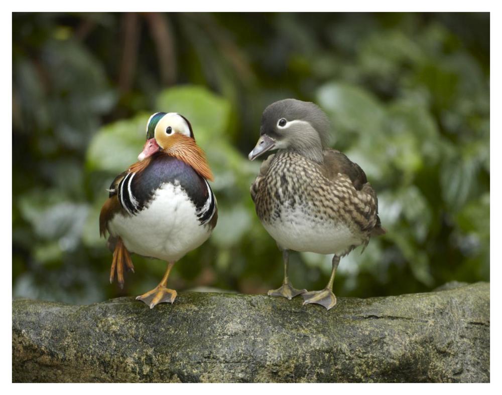 Mandarin Duck Male And Female, Jurong Bird Park, Singapore-Paper Art-42X32