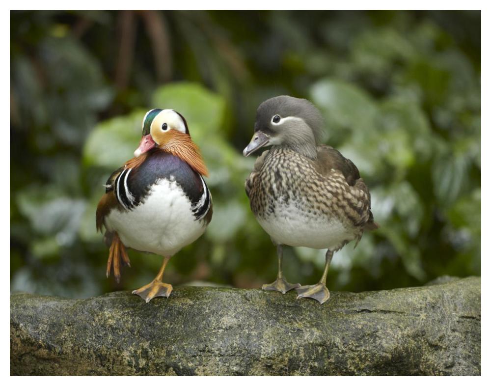 Mandarin Duck Male And Female, Jurong Bird Park, Singapore-Paper Art-50X38