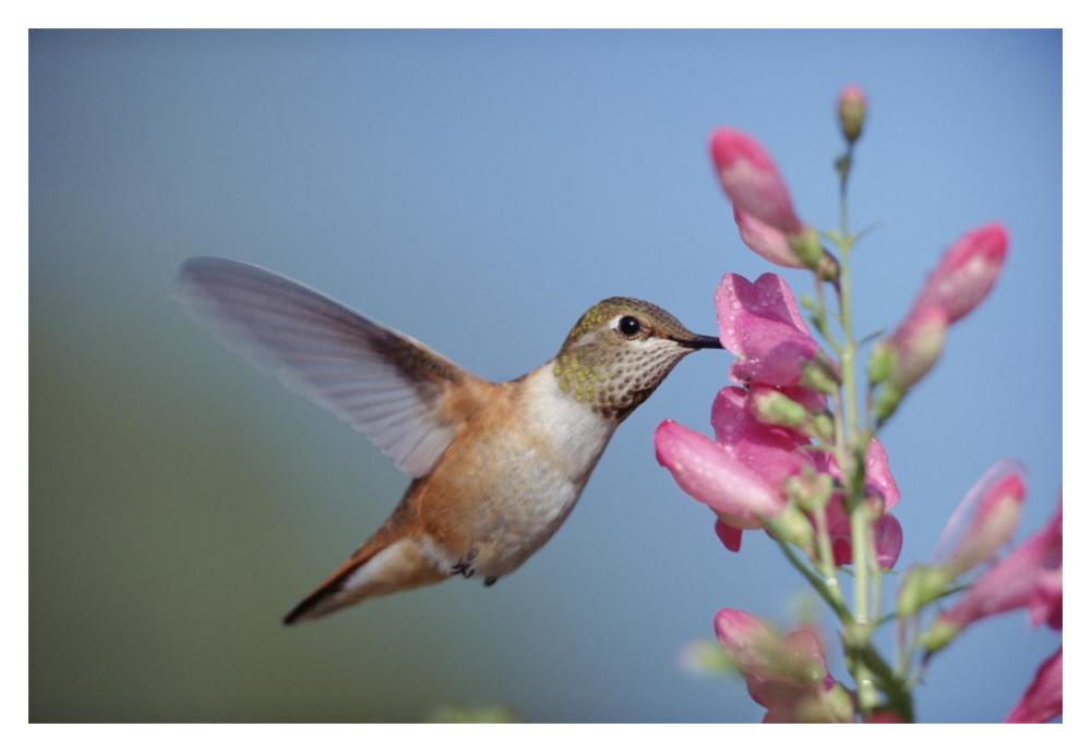 Rufous Hummingbird Juvenile Feeding On Flowers, New Mexico-Paper Art-20X14