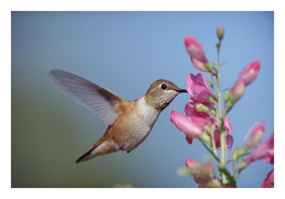 Rufous Hummingbird Juvenile Feeding On Flowers, New Mexico-Paper Art-26X18
