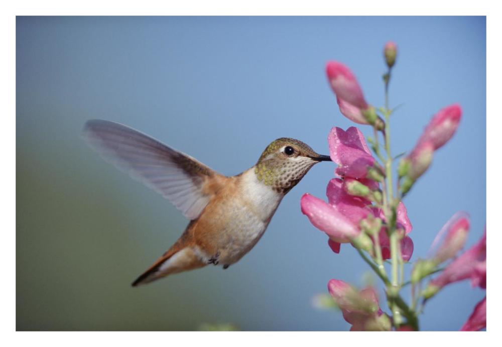 Rufous Hummingbird Juvenile Feeding On Flowers, New Mexico-Paper Art-32X22