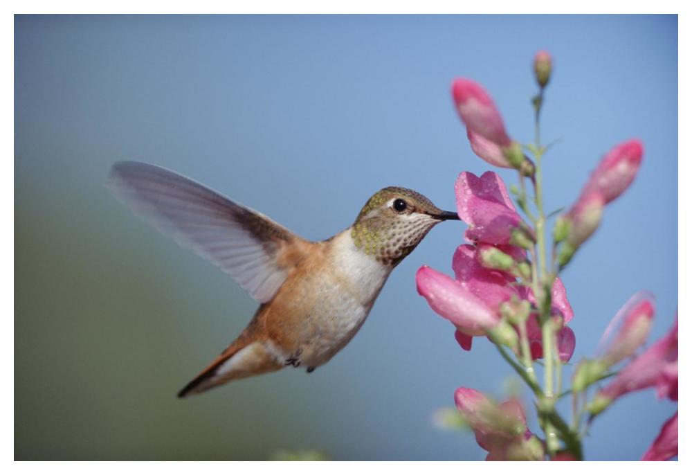 Rufous Hummingbird Juvenile Feeding On Flowers, New Mexico-Paper Art-50X34