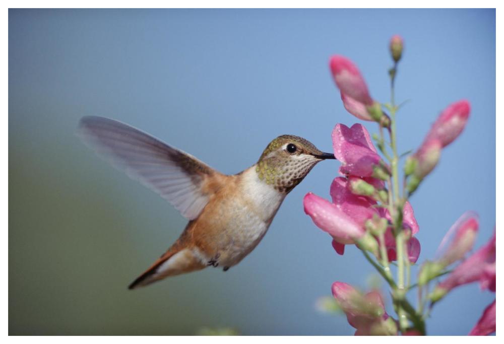 Rufous Hummingbird Juvenile Feeding On Flowers, New Mexico-Paper Art-62X42