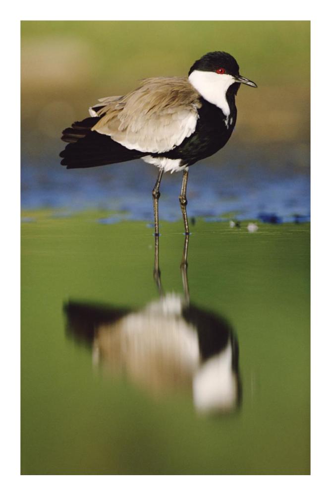 Spur-Winged Plover With Its Reflection At Waterhole, Kenya-Paper Art-16.08X24