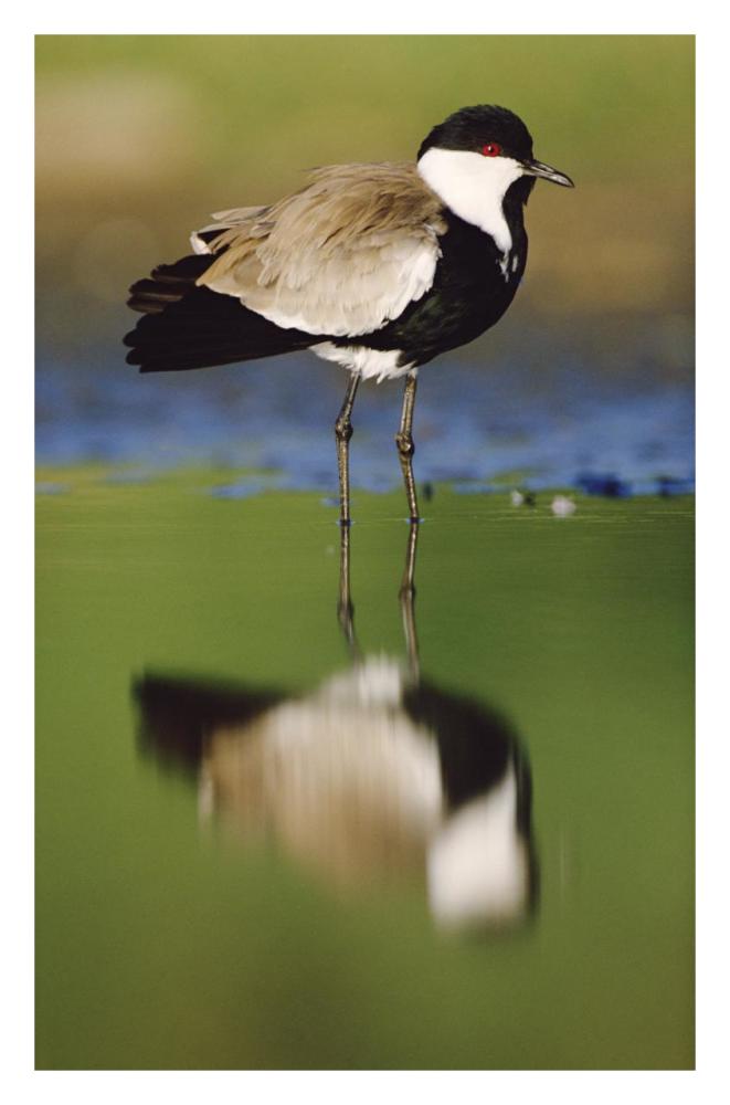 Spur-Winged Plover With Its Reflection At Waterhole, Kenya-Paper Art-21.2X32