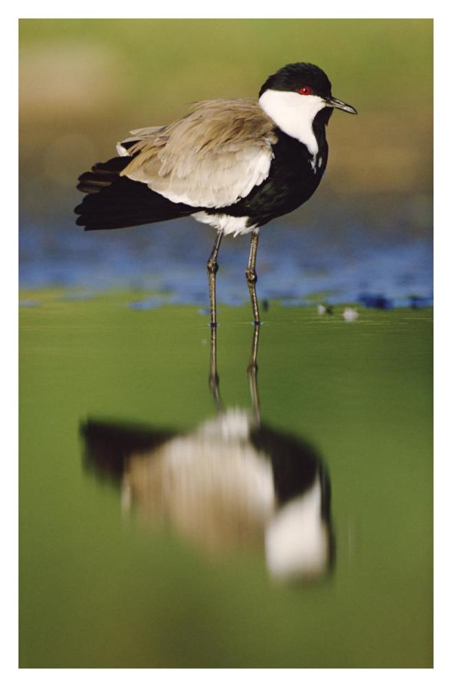 Spur-Winged Plover With Its Reflection At Waterhole, Kenya-Paper Art-25.04X38