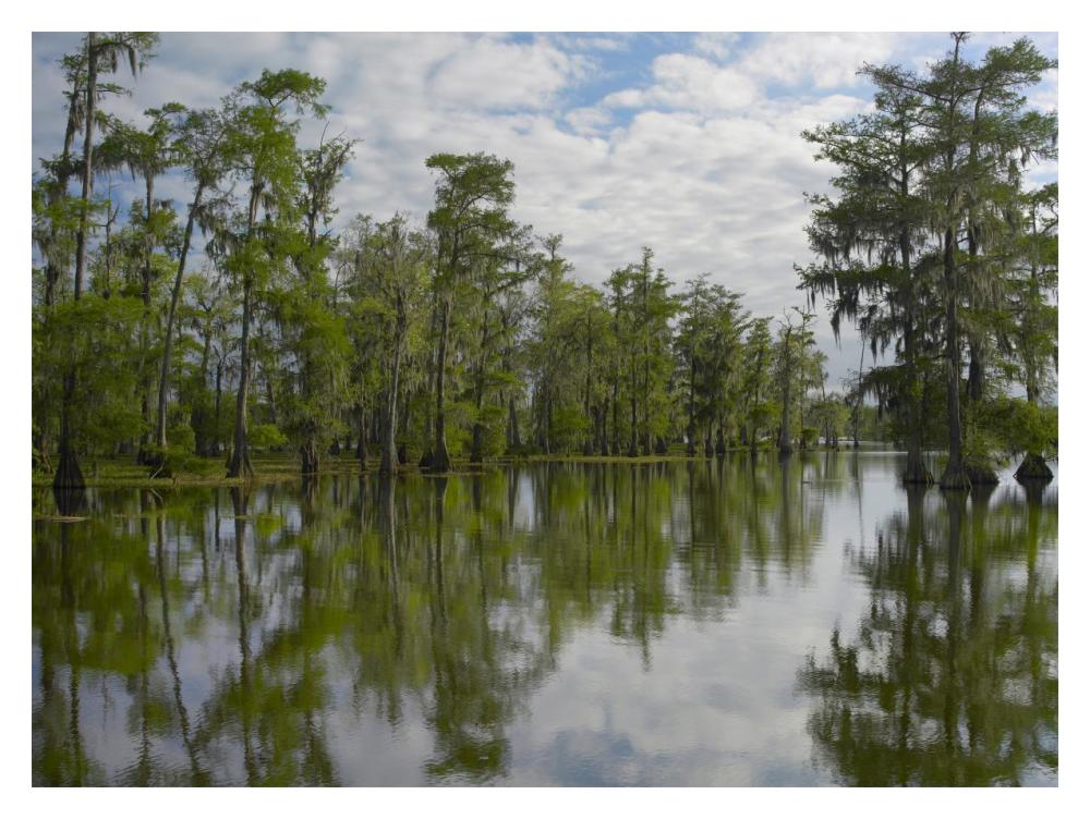 Bald Cypress Swamp, Cypress Island, Lake Martin, Louisiana-Paper Art-18X14
