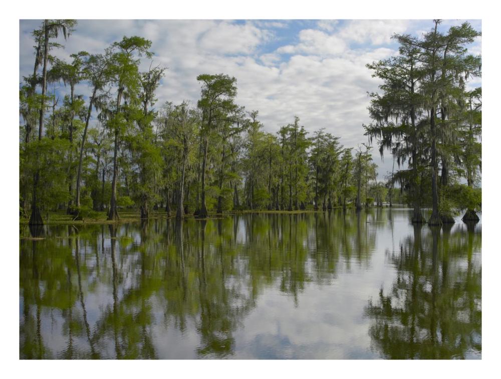Bald Cypress Swamp, Cypress Island, Lake Martin, Louisiana-Paper Art-26X20