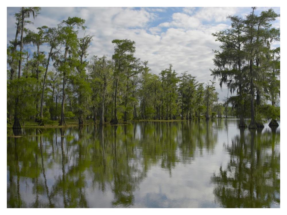 Bald Cypress Swamp, Cypress Island, Lake Martin, Louisiana-Paper Art-42X32