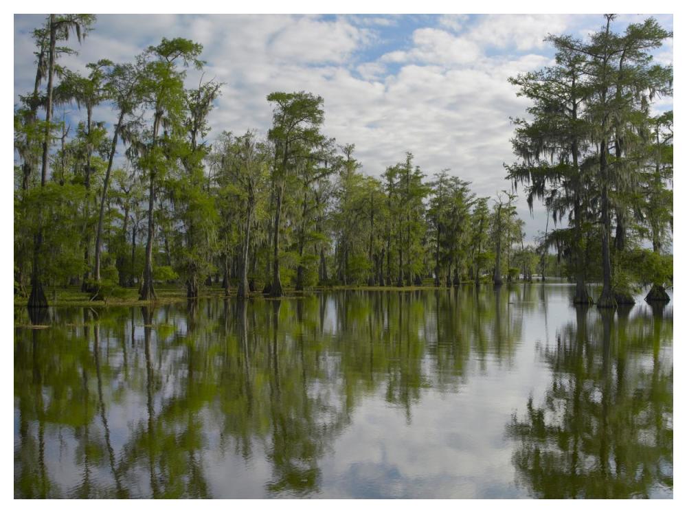 Bald Cypress Swamp, Cypress Island, Lake Martin, Louisiana-Paper Art-50X38