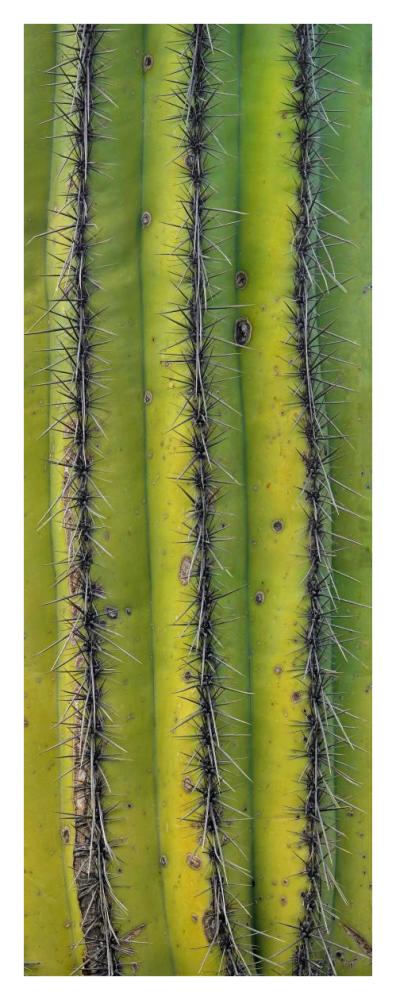 Saguaro Cactus Close Up Of Trunk And Spines, North America-Paper Art-16.8X42