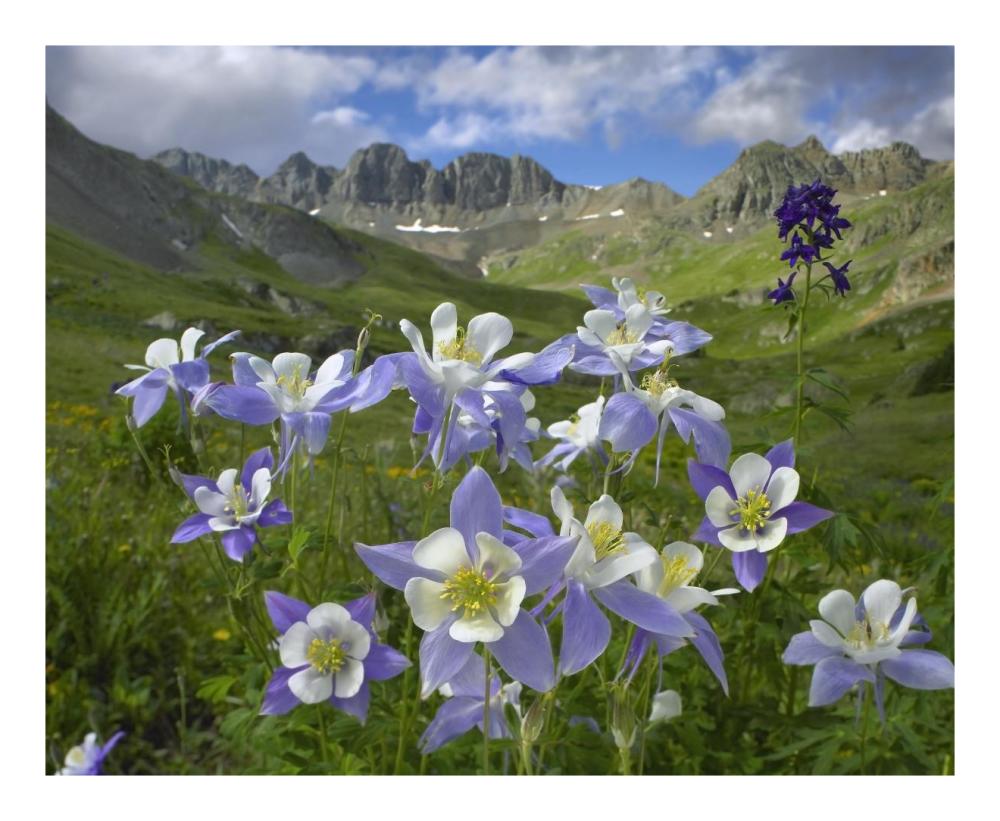 Colorado Blue Columbine Meadow At American Basin, Colorado-Paper Art-22X18