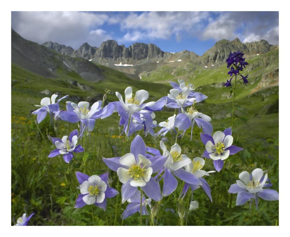 Colorado Blue Columbine Meadow At American Basin, Colorado-Paper Art-26X22