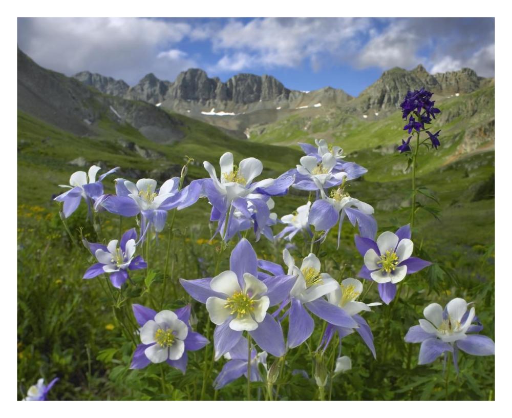 Colorado Blue Columbine Meadow At American Basin, Colorado-Paper Art-30X24