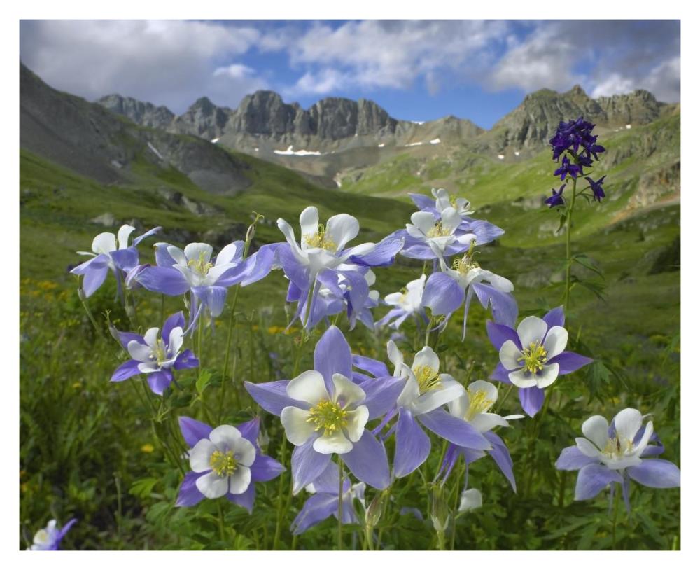 Colorado Blue Columbine Meadow At American Basin, Colorado-Paper Art-37X30