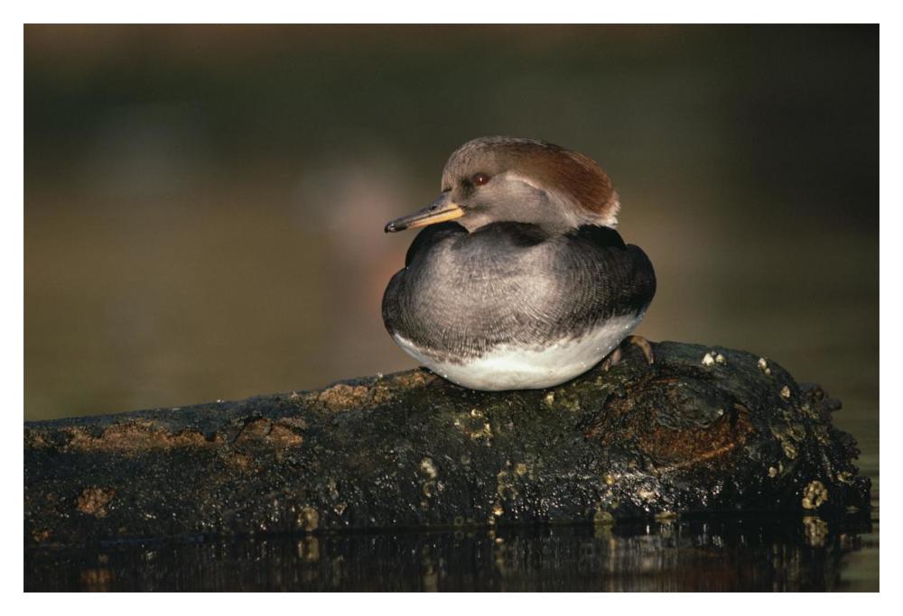 Hooded Merganser Female Portrait, British Columbia, Canada-Paper Art-20X14
