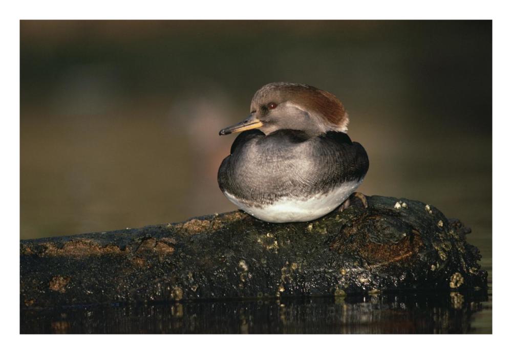 Hooded Merganser Female Portrait, British Columbia, Canada-Paper Art-26X18