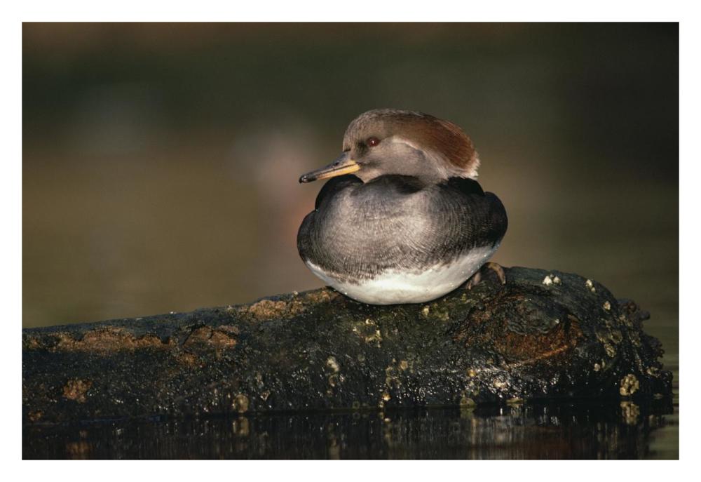 Hooded Merganser Female Portrait, British Columbia, Canada-Paper Art-32X22