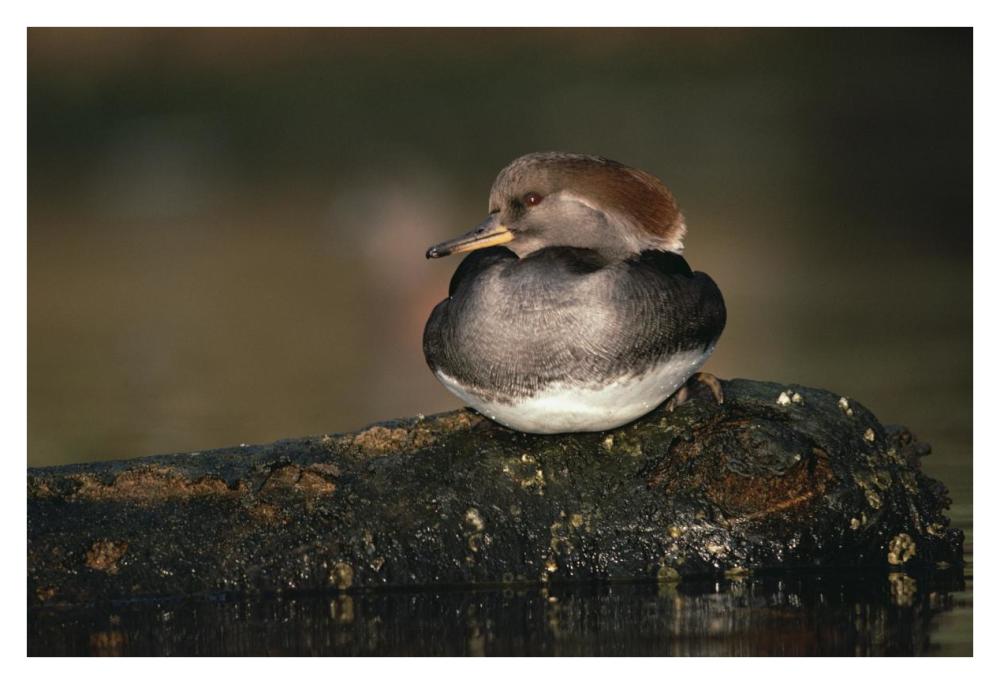 Hooded Merganser Female Portrait, British Columbia, Canada-Paper Art-38X26