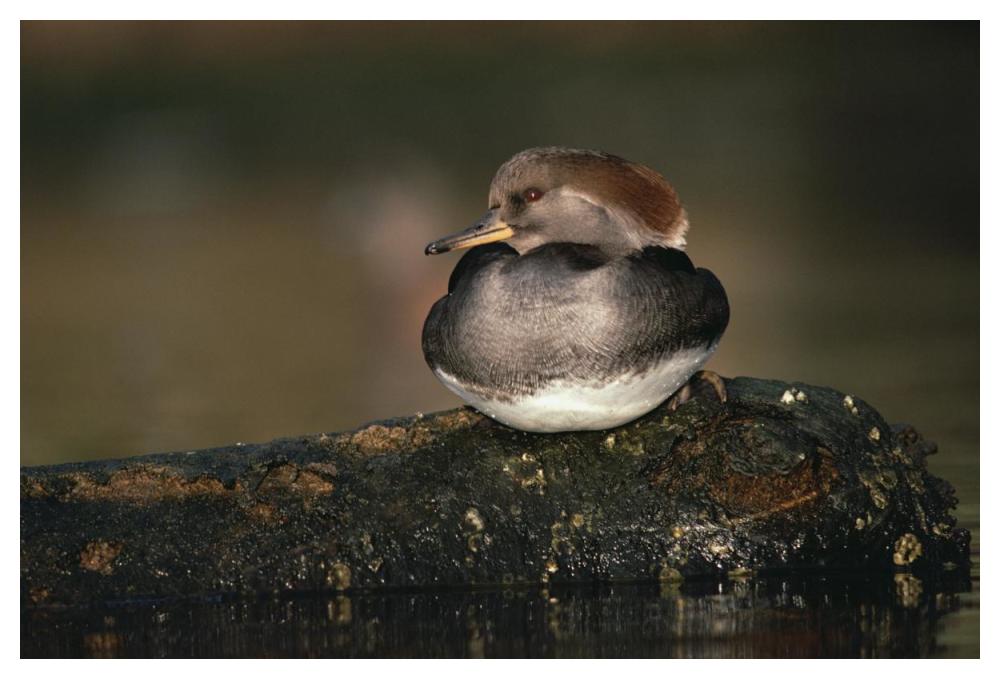 Hooded Merganser Female Portrait, British Columbia, Canada-Paper Art-50X34