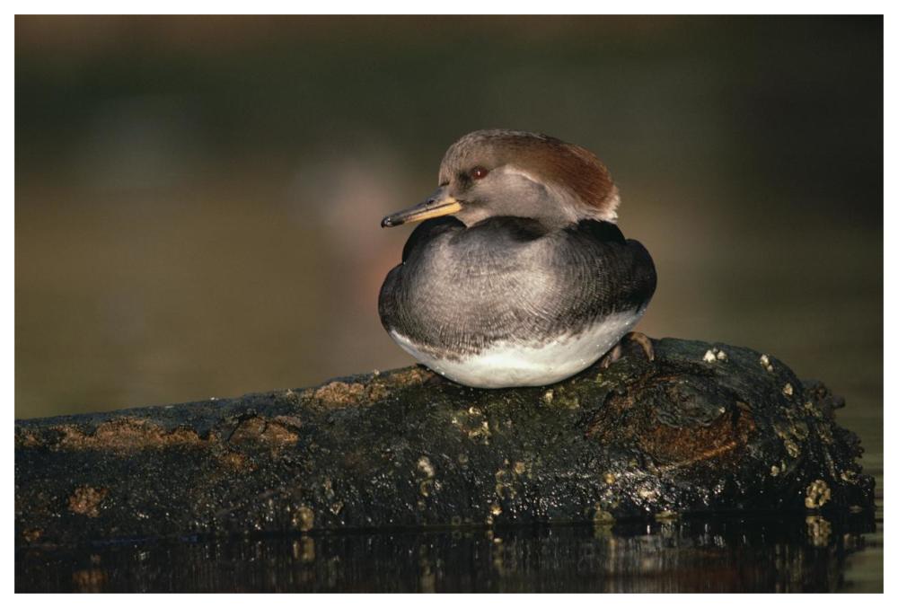 Hooded Merganser Female Portrait, British Columbia, Canada-Paper Art-62X42