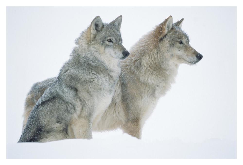 Timber Wolf Portrait Of Pair Sitting In Snow, North America-Paper Art-20X14