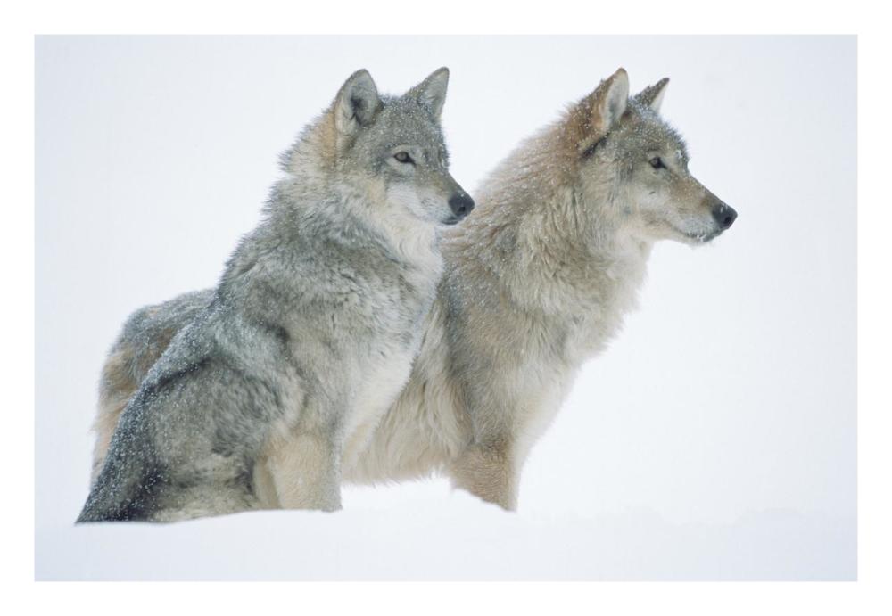 Timber Wolf Portrait Of Pair Sitting In Snow, North America-Paper Art-26X18