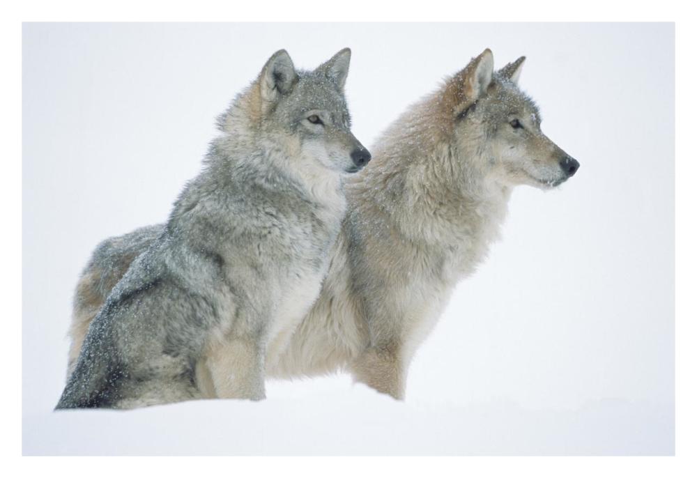 Timber Wolf Portrait Of Pair Sitting In Snow, North America-Paper Art-32X22