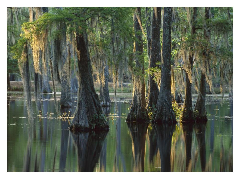Bald Cypress Swamp, Sam Houston Jones State Park, Louisiana-Paper Art-18X14