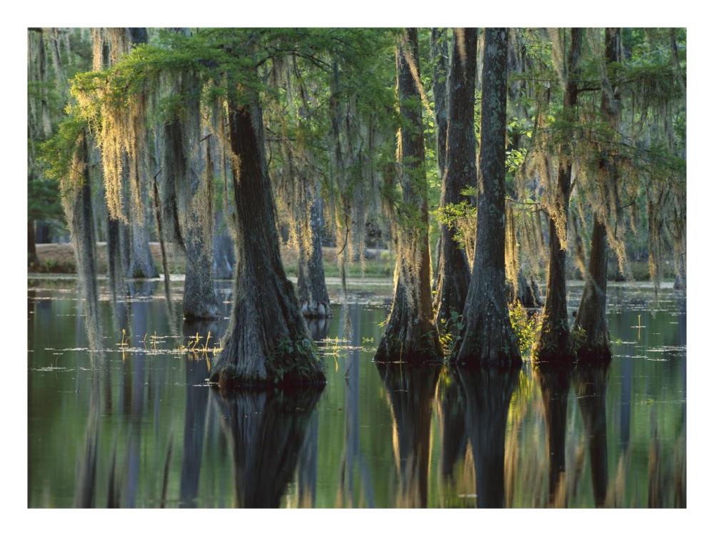 Bald Cypress Swamp, Sam Houston Jones State Park, Louisiana-Paper Art-26X20