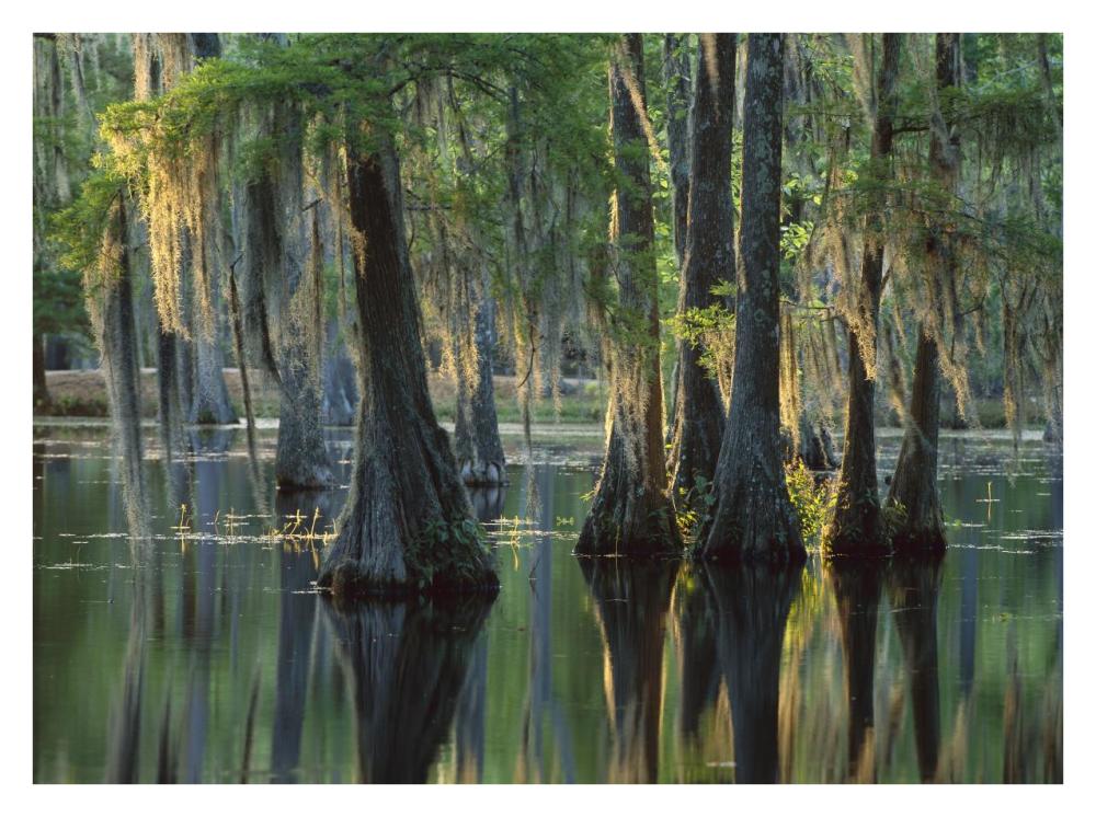 Bald Cypress Swamp, Sam Houston Jones State Park, Louisiana-Paper Art-34X26
