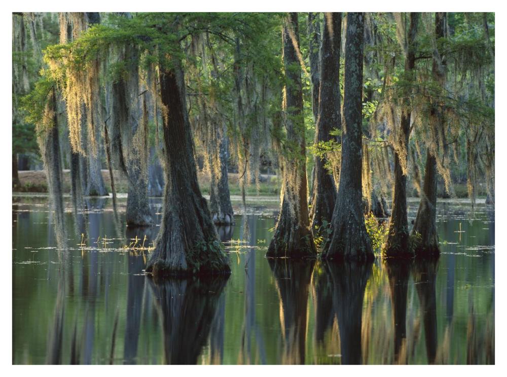 Bald Cypress Swamp, Sam Houston Jones State Park, Louisiana-Paper Art-42X32
