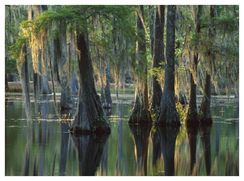 Bald Cypress Swamp, Sam Houston Jones State Park, Louisiana-Paper Art-50X38