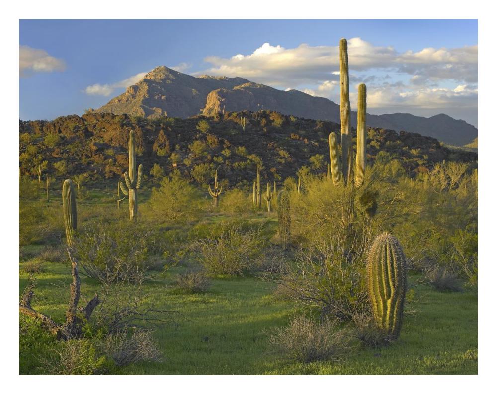 Saguaro Picacho Mountains, Picacho Peak State Park, Arizona-Paper Art-26X20